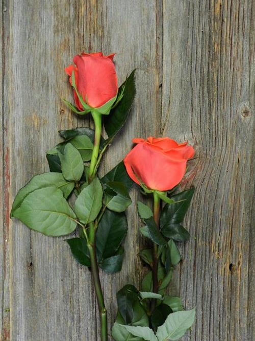 Wholesale Cayenne Orange Roses Delivered Online FlowerFarm